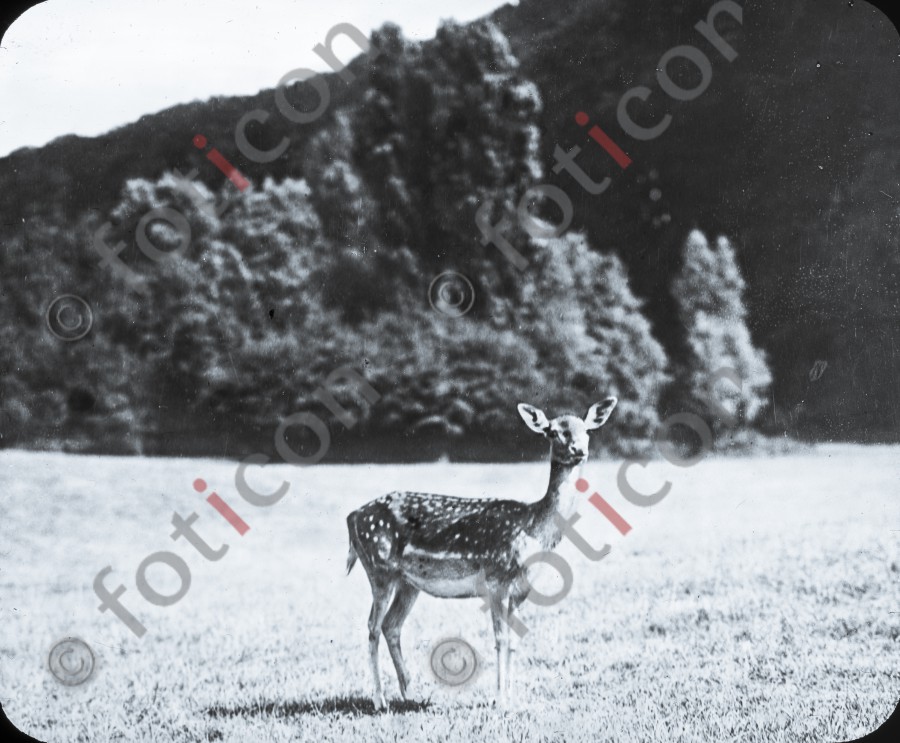 Reh im Wildpark ; Deer in Deer Park (foticon-simon-340-072-sw.jpg)